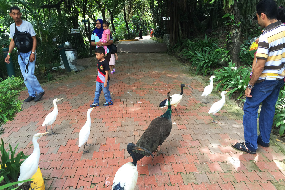 鳥が放し飼いのマレーシアのバードパークは絶対オススメ